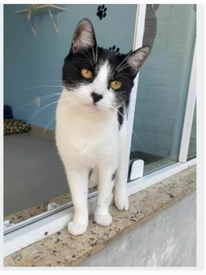 Gato ra a srd frajolinha idade 2 anos nome MAGGIE