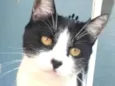 MAGGIE