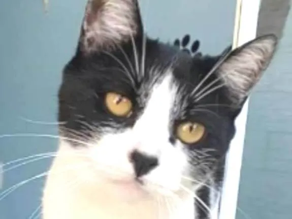 Gato ra a srd frajolinha idade 2 anos nome MAGGIE