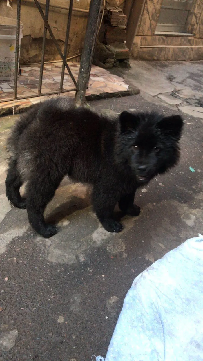 Cachorro ra a Chow Chow idade 2 a 6 meses nome Princesa