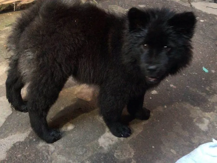 Cachorro ra a Chow Chow idade 2 a 6 meses nome Princesa