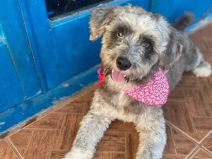 Cachorro raça SRD idade 1 ano nome Amora