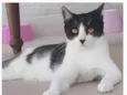 MAGGIE