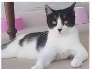 Gato raça srd frajolinha idade 2 anos nome MAGGIE