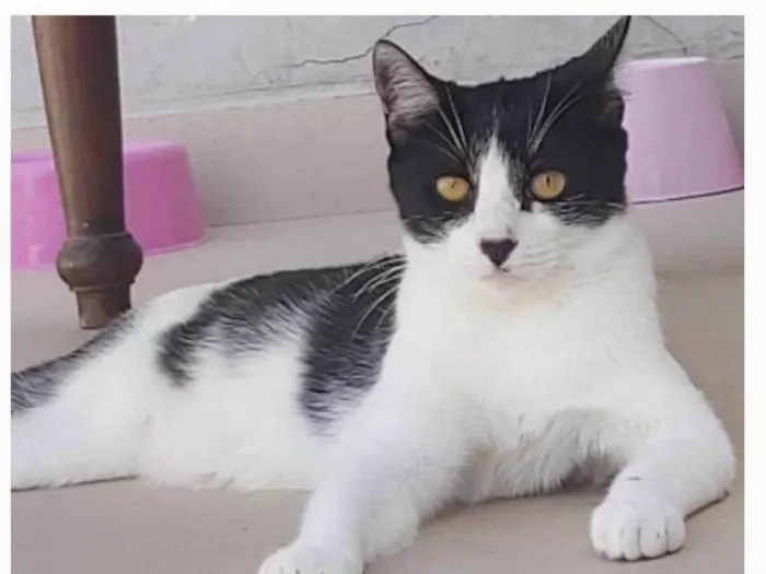 Gato ra a srd frajolinha idade 2 anos nome MAGGIE