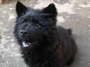 Cachorro raça Chow Chow idade 2 a 6 meses nome Princesa