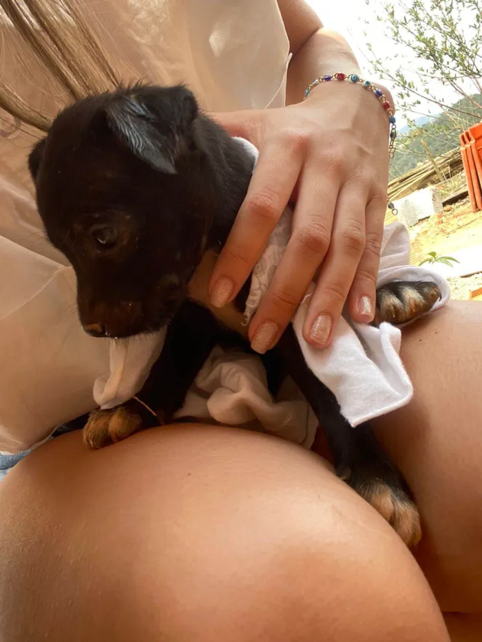 Cachorro ra a SRD-ViraLata idade 2 a 6 meses nome 6 Filhotes