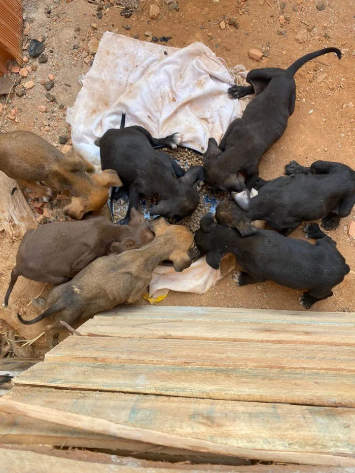 Cachorro ra a SRD-ViraLata idade 2 a 6 meses nome 6 Filhotes