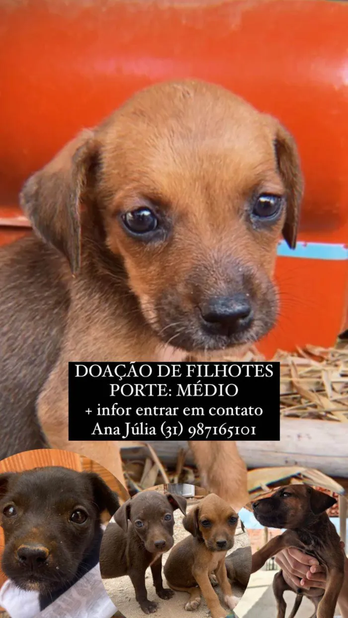 Cachorro ra a SRD-ViraLata idade 2 a 6 meses nome 6 Filhotes