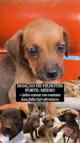 6 Filhotes
