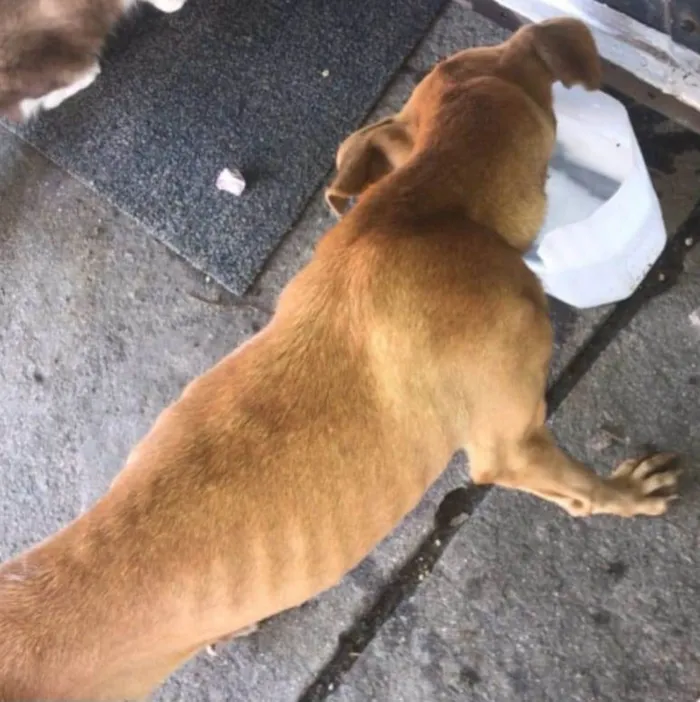 Cachorro ra a SRD-ViraLata idade 1 ano nome Magrissa