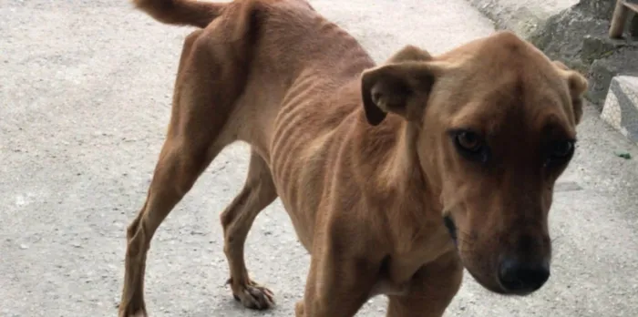 Cachorro ra a SRD-ViraLata idade 1 ano nome Magrissa