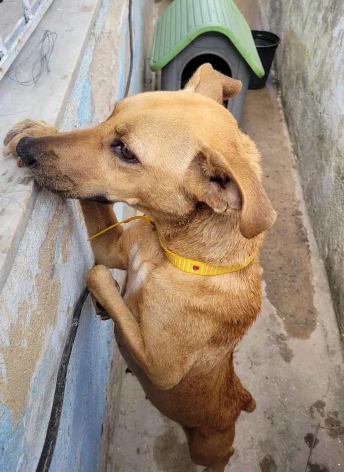 Cachorro ra a SRD-ViraLata idade 1 ano nome Magrissa