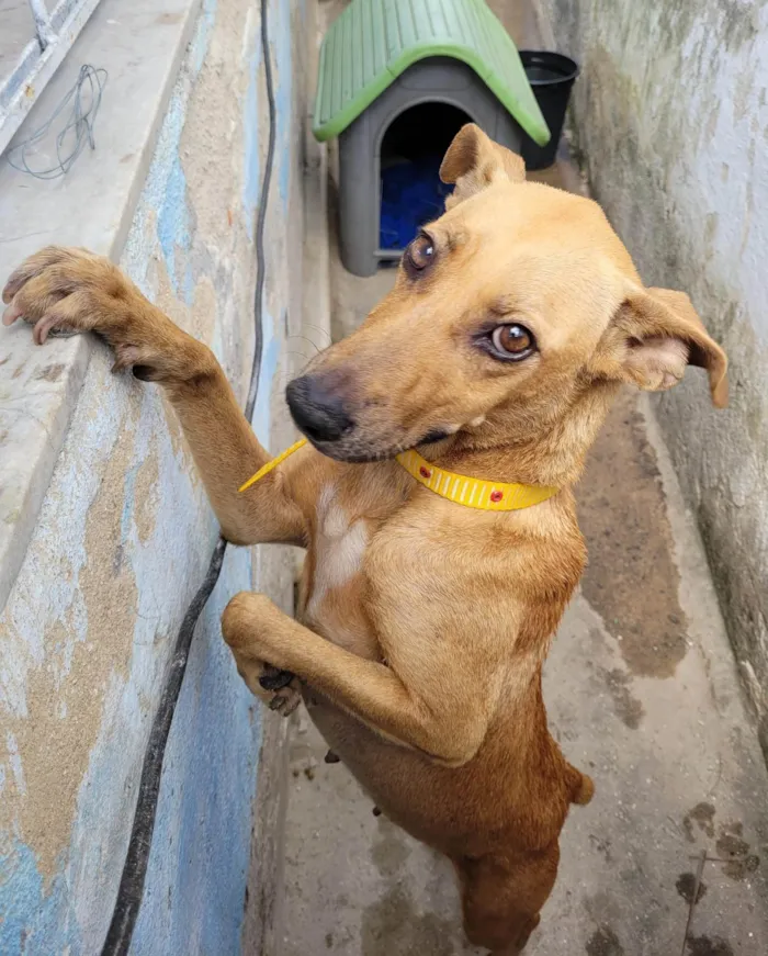 Cachorro ra a SRD-ViraLata idade 1 ano nome Magrissa