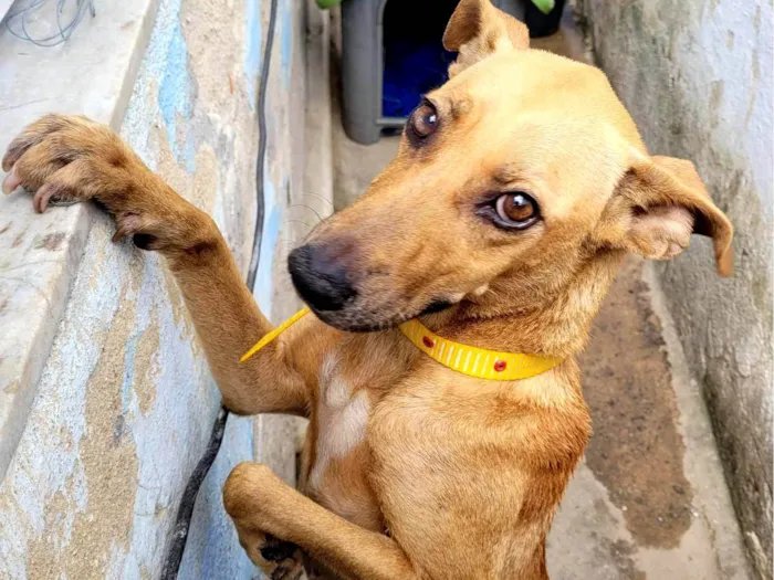 Cachorro ra a SRD-ViraLata idade 1 ano nome Magrissa