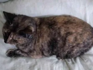 Gato raça SRD-ViraLata idade 1 ano nome CHARLOTTE