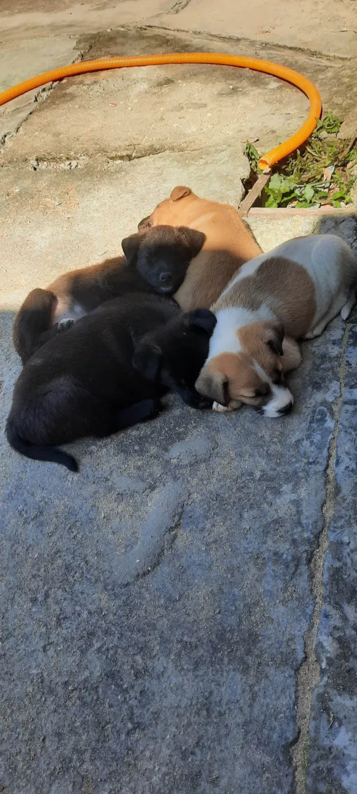 Cachorro ra a SRD-ViraLata idade 2 a 6 meses nome Mel, lua, chorão