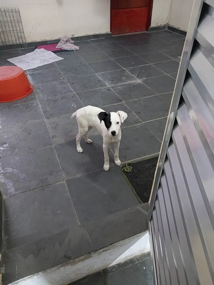 Cachorro ra a SRD-ViraLata idade 2 a 6 meses nome Zoe