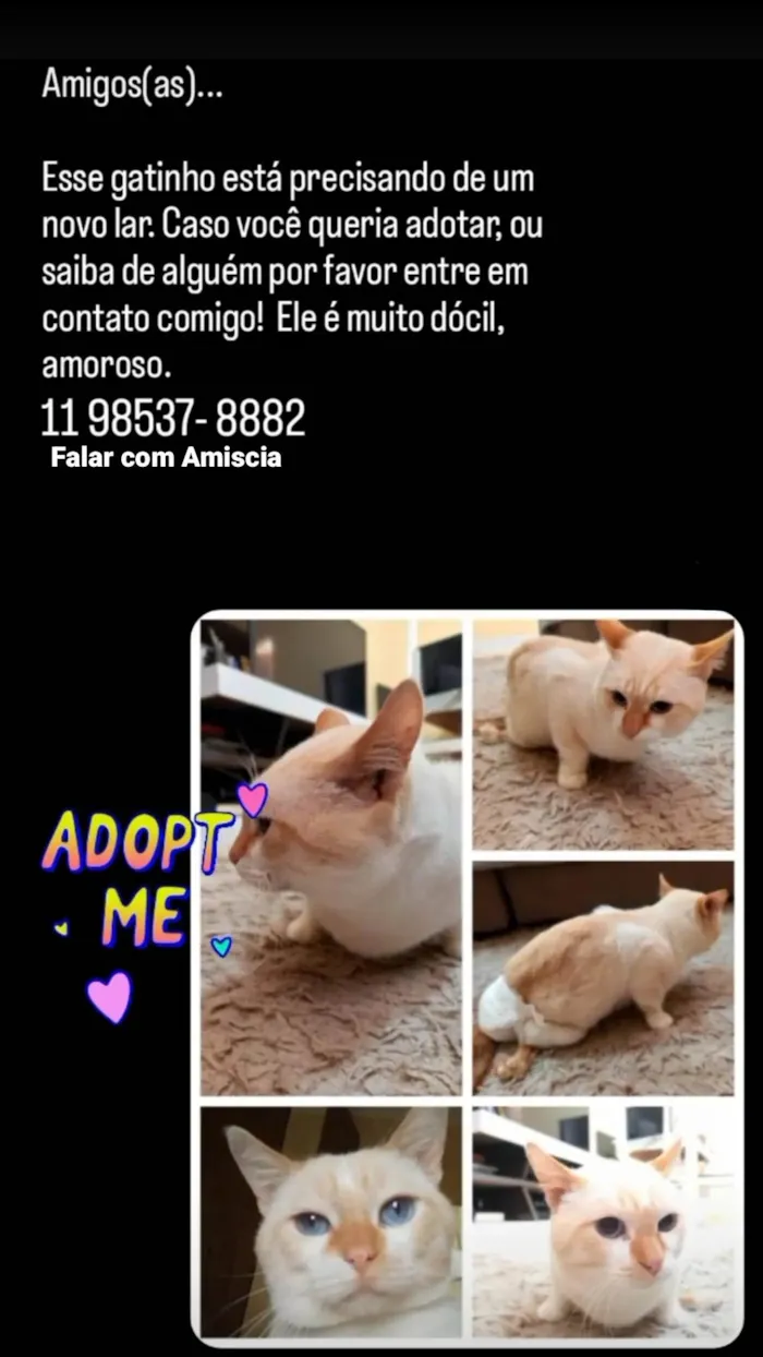 Gato ra a Gato idade 3 anos nome Alfredo