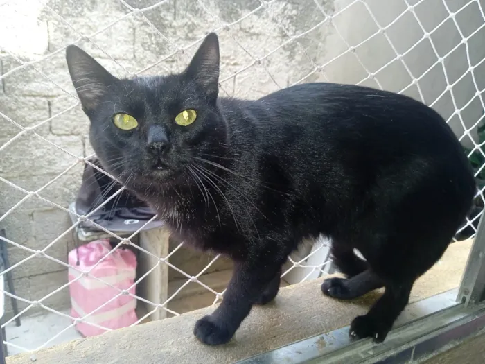 Gato ra a Comum  idade 1 ano nome Negão 