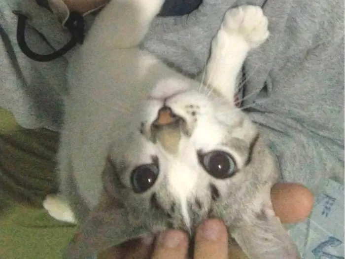 Gato ra a - idade 7 a 11 meses nome Mingau