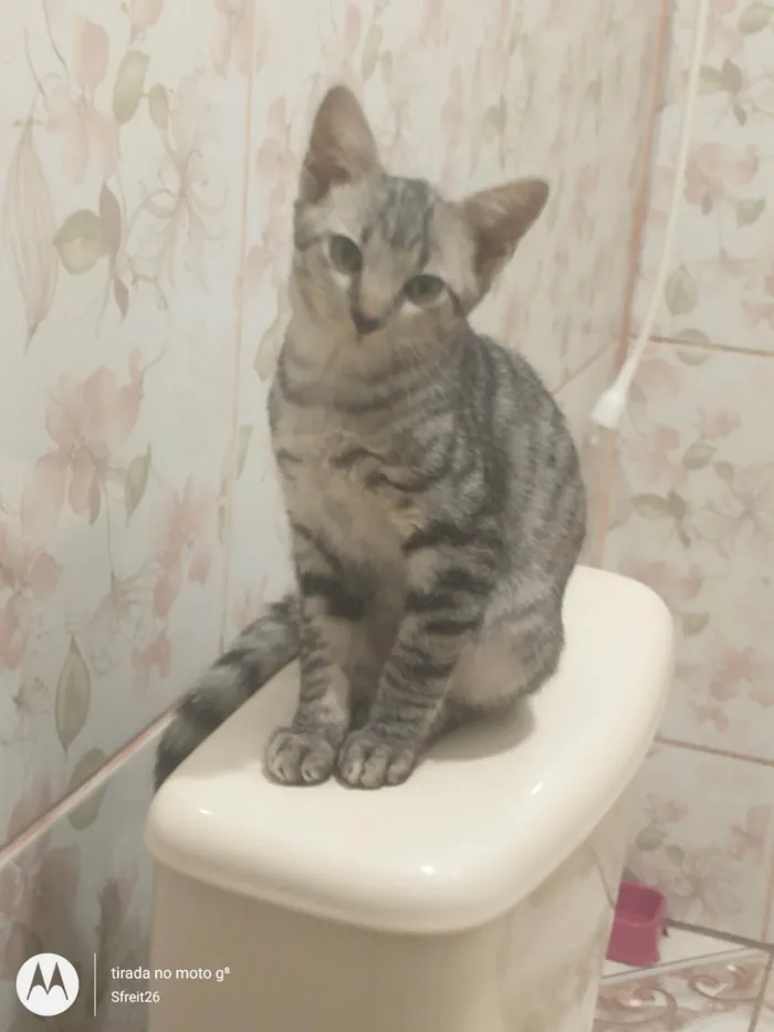 Gato ra a - idade 7 a 11 meses nome Faísca 