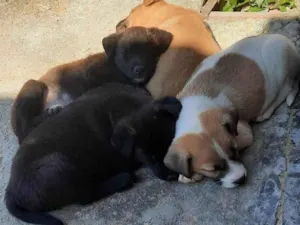 Cachorro raça SRD-ViraLata idade 2 a 6 meses nome Mel, lua, chorão