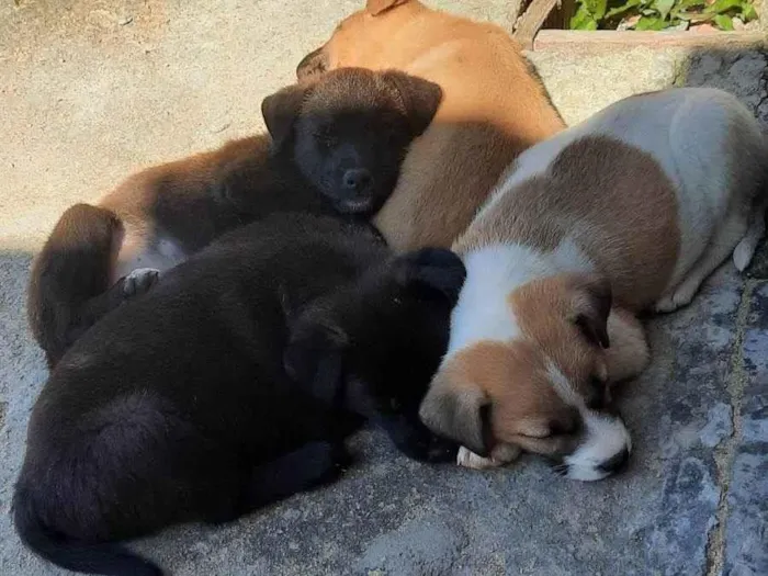 Cachorro ra a SRD-ViraLata idade 2 a 6 meses nome Mel, lua, chorão