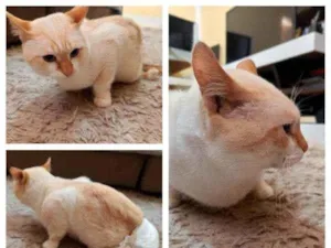Gato raça Gato idade 3 anos nome Alfredo