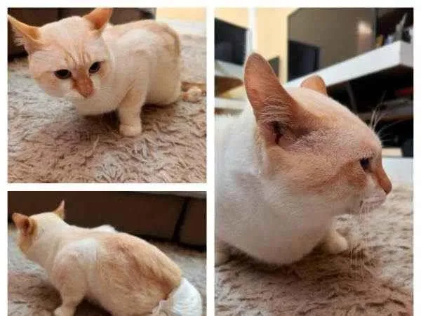 Gato ra a Gato idade 3 anos nome Alfredo