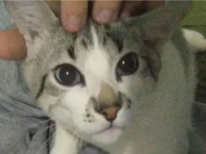 Gato raça - idade 7 a 11 meses nome Mingau