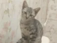 Faísca 