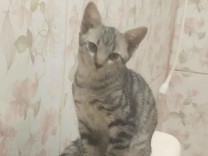Gato ra a - idade 7 a 11 meses nome Faísca 