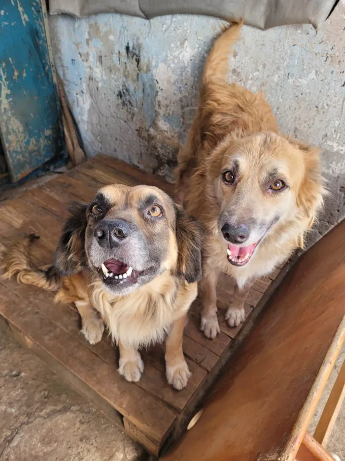 Cachorro ra a golden retriever idade 6 ou mais anos nome Mel e Poop