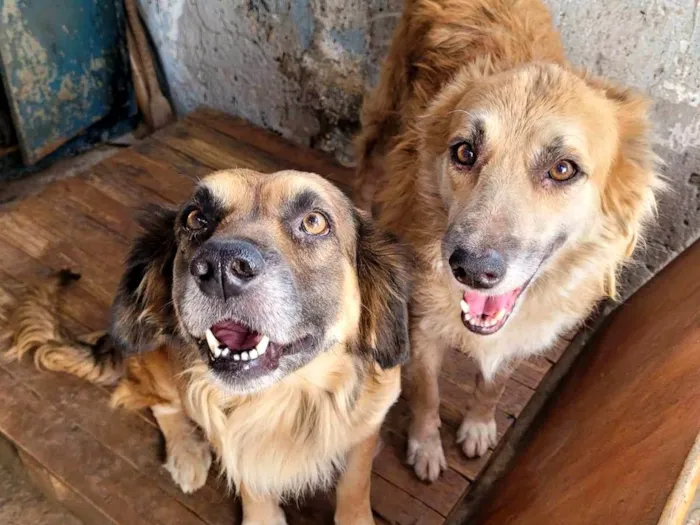 Cachorro ra a golden retriever idade 6 ou mais anos nome Mel e Poop