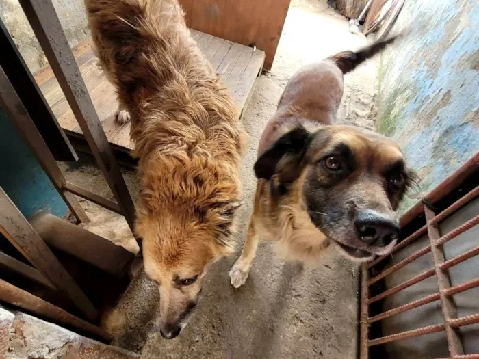 Cachorro ra a golden retriever idade 6 ou mais anos nome Mel e Poop