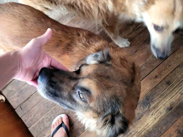 Cachorro ra a golden retriever idade 6 ou mais anos nome Mel e Poop