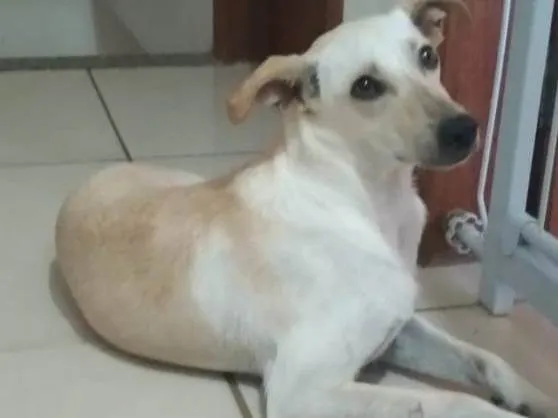 Cachorro ra a SRD-ViraLata idade 2 anos nome Lola maria 