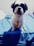 Pipoca