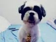Pipoca