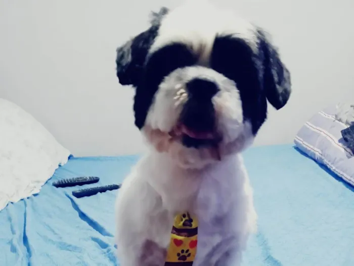 Cachorro ra a Shitzu idade 3 anos nome Pipoca