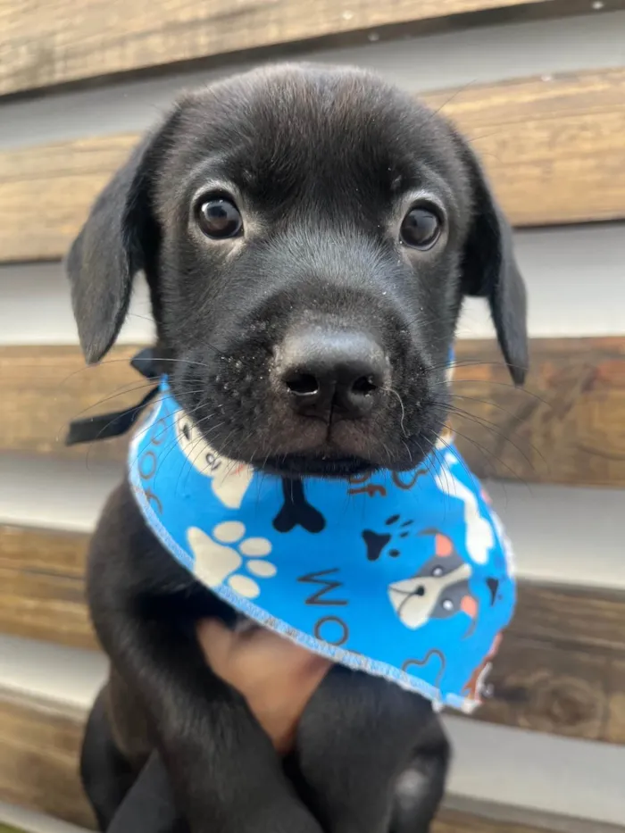 Cachorro ra a SRD-ViraLata idade Abaixo de 2 meses nome Frodo