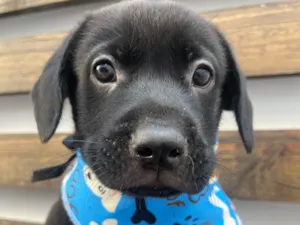 Cachorro raça SRD-ViraLata idade Abaixo de 2 meses nome Frodo