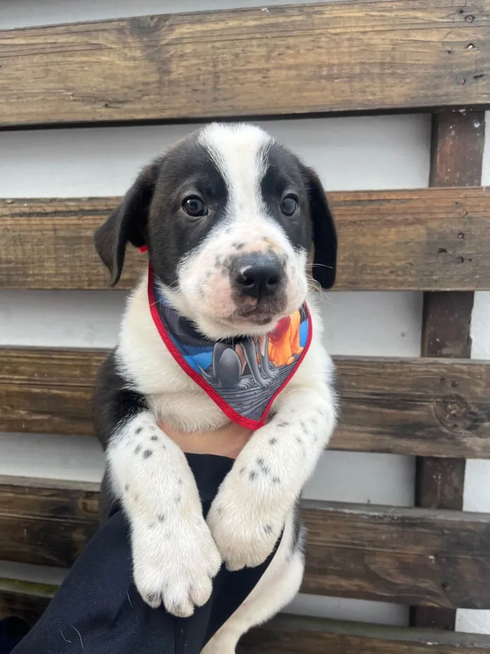 Cachorro ra a SRD-ViraLata idade Abaixo de 2 meses nome Aragorn