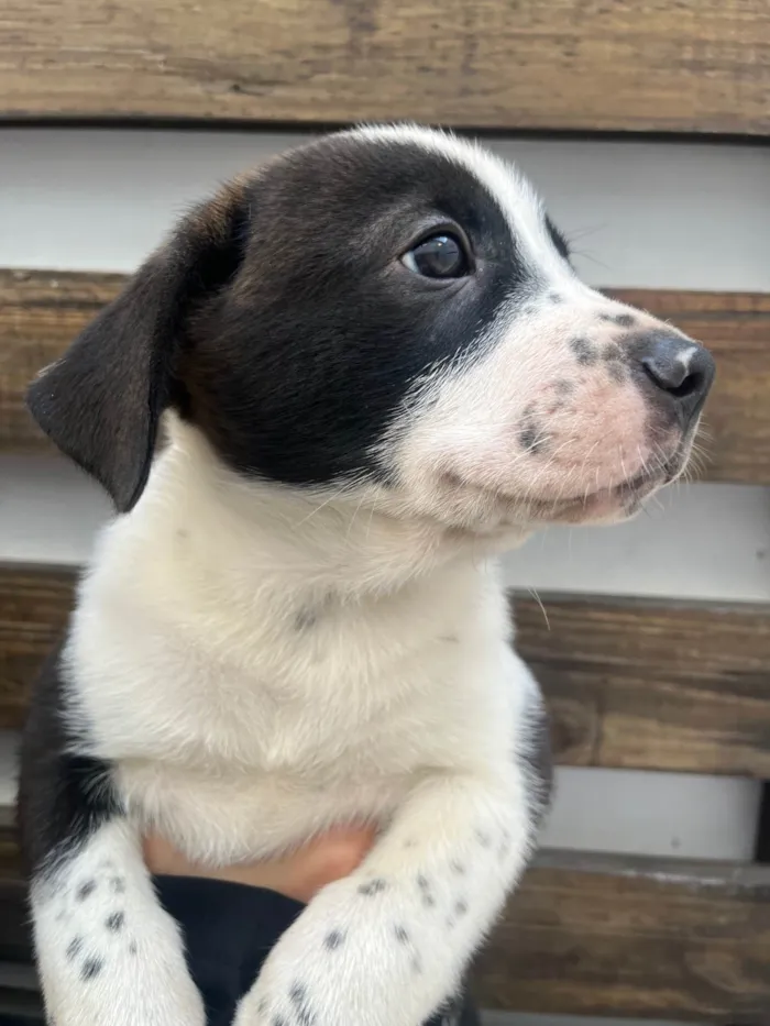 Cachorro ra a SRD-ViraLata idade Abaixo de 2 meses nome Aragorn