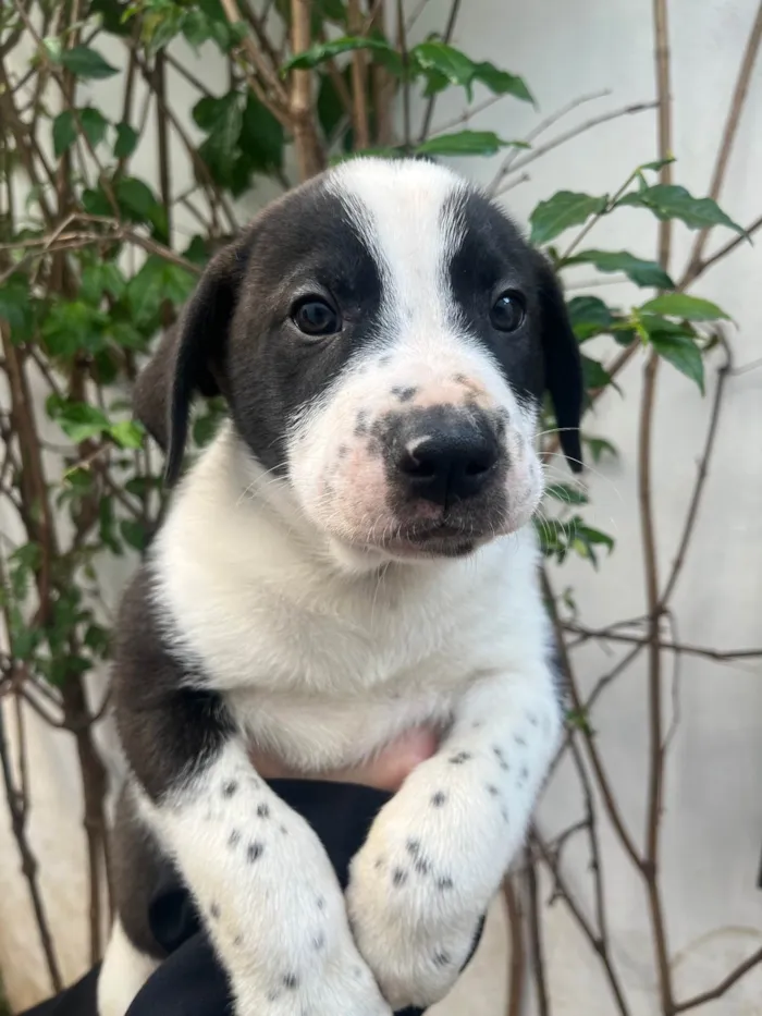 Cachorro ra a SRD-ViraLata idade Abaixo de 2 meses nome Aragorn