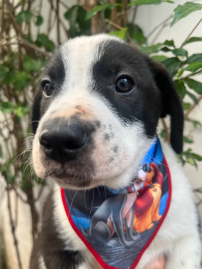Cachorro ra a SRD-ViraLata idade Abaixo de 2 meses nome Aragorn