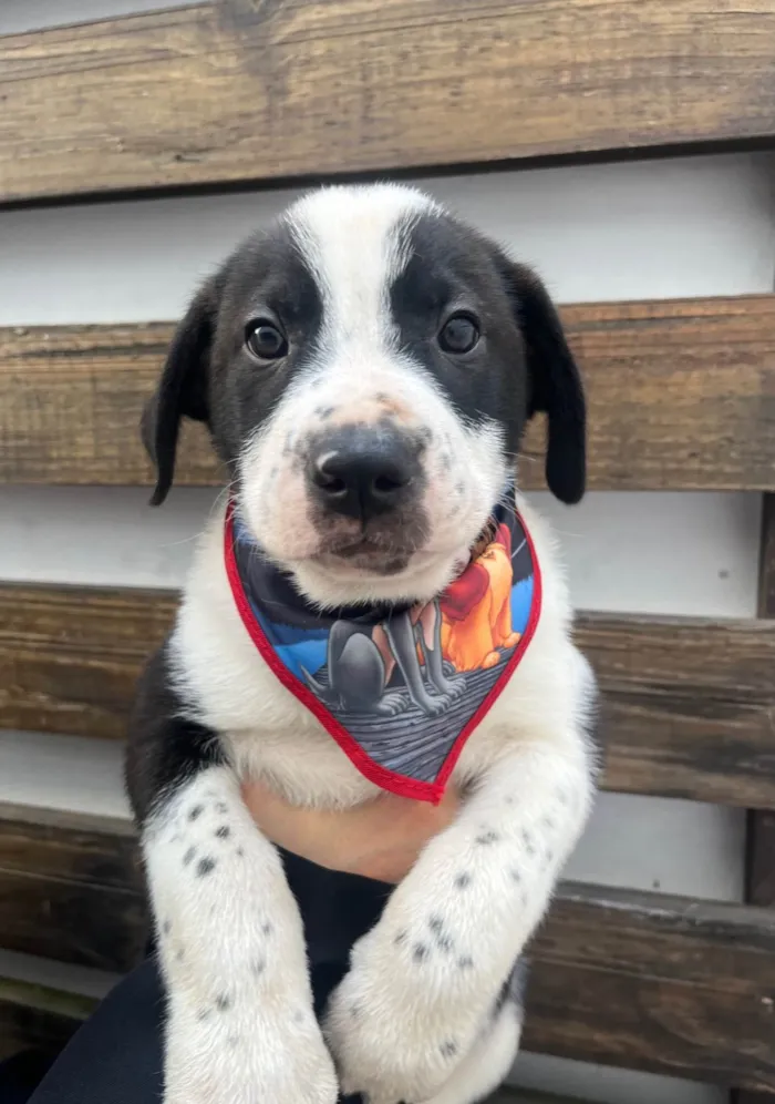Cachorro ra a SRD-ViraLata idade Abaixo de 2 meses nome Aragorn