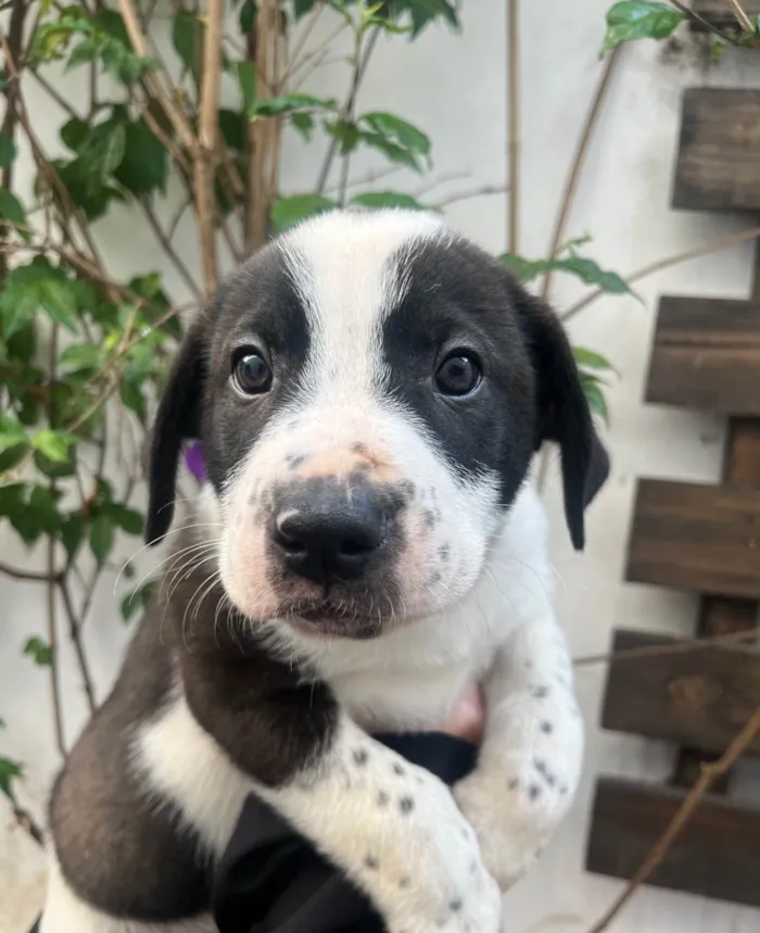 Cachorro ra a SRD-ViraLata idade Abaixo de 2 meses nome Aragorn