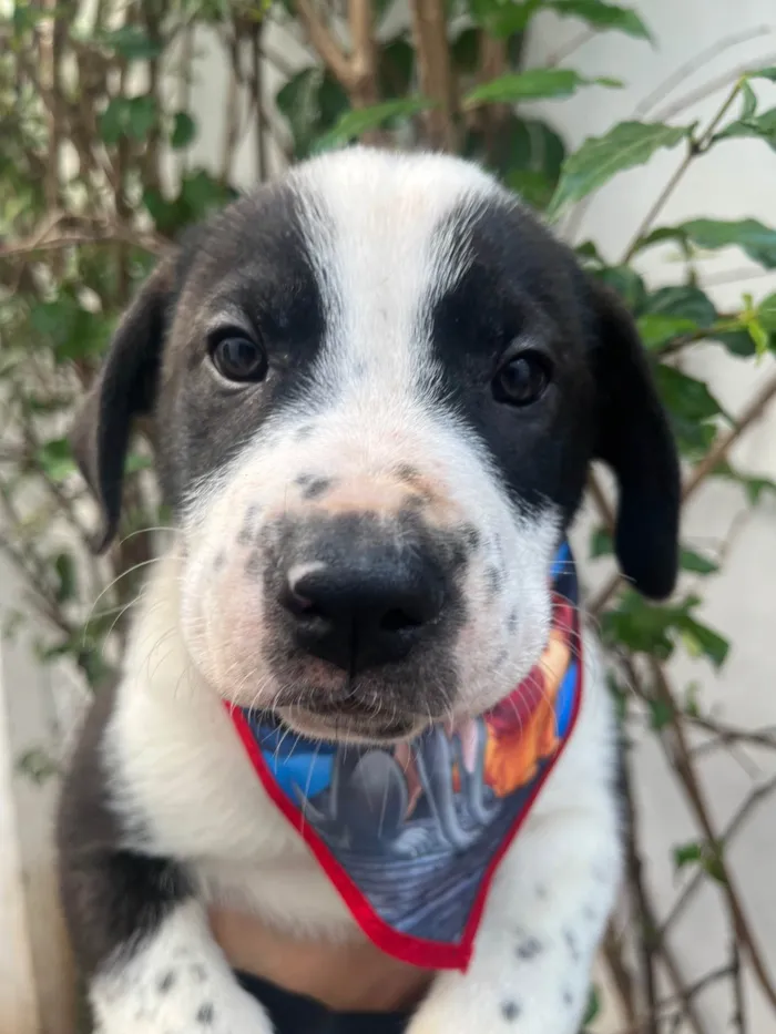 Cachorro ra a SRD-ViraLata idade Abaixo de 2 meses nome Aragorn